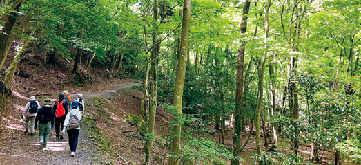 森林セラピー画像