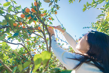 フルーツライド画像