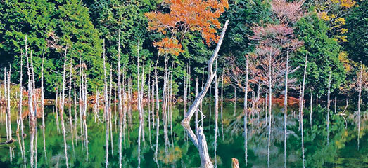 一の俣桜公園画像