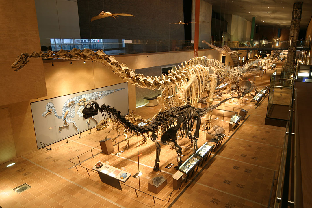 恐竜の骨格標本が一堂に並ぶア―スモール